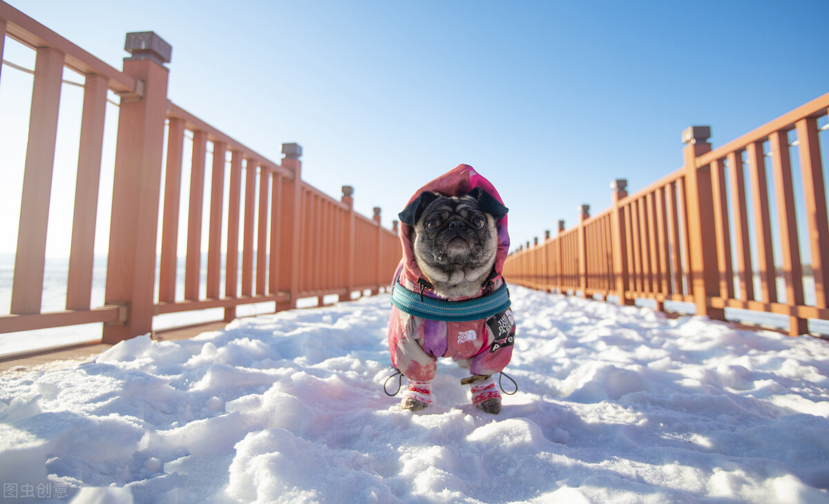 巴哥犬好养吗养巴哥犬的注意事项,八哥犬和巴哥犬有什么区别呢