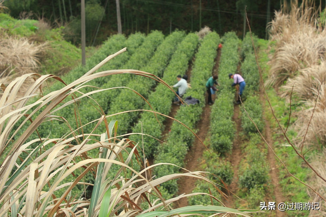 安吉大竹海旅行,冬季安吉大竹海景区