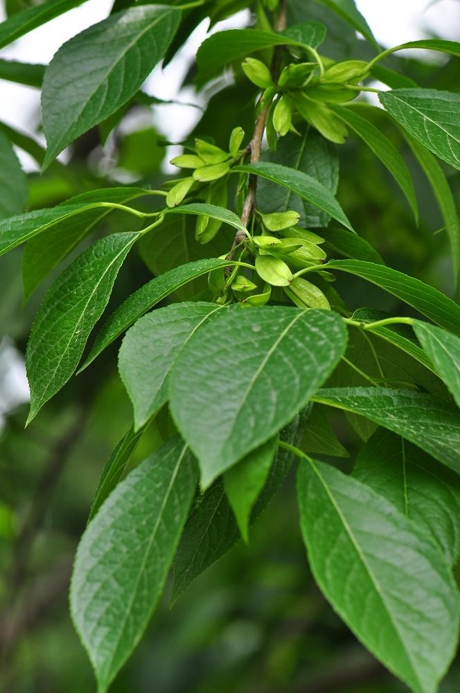 神农本草经中的药材图片,神农本草经高清彩图