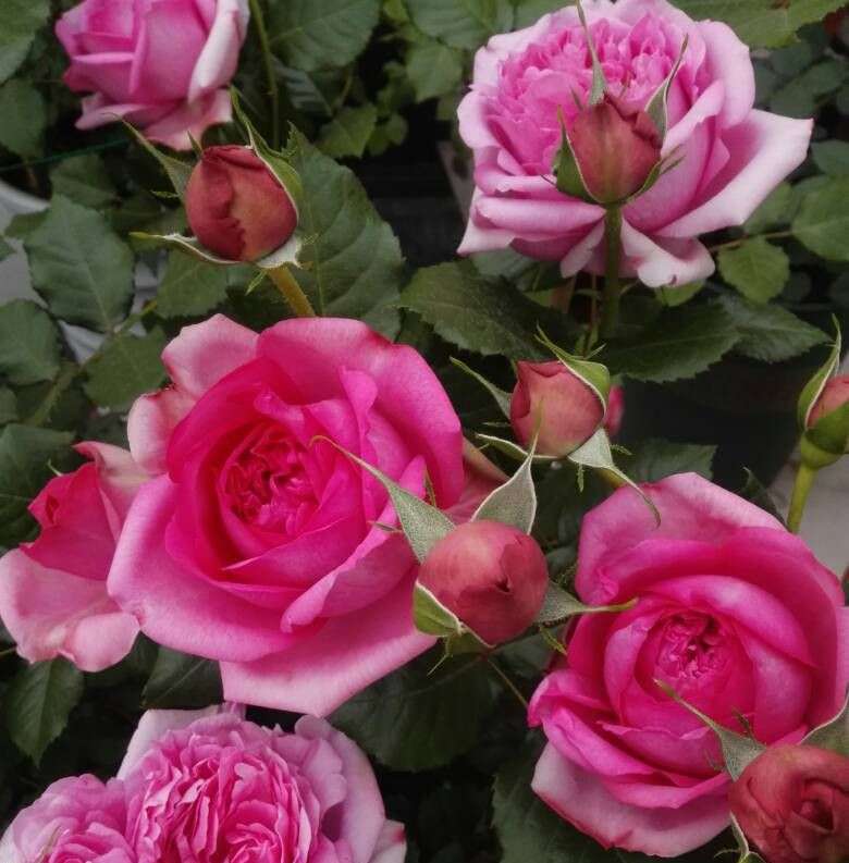 芳香四溢的月季品种有哪些,分享图片花香四溢令人着迷的月季