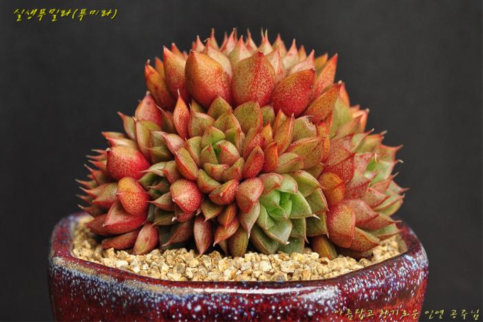 多肉公主艺术造型,韩国画多肉的女孩