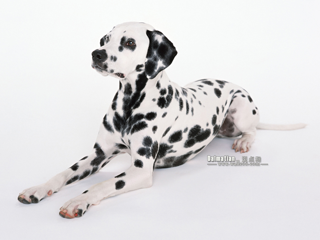 每日一犬,大麦町犬和小麦町犬的区别