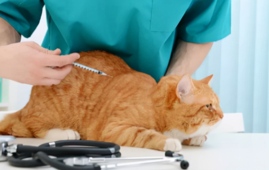 猫跑着跑着突然猝死,猫猝死的症状