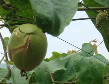 罗汉果常见病虫的防治,罗汉果的种植技术和病虫害