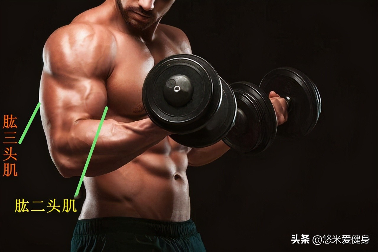 手臂臂围训练方法,增加臂围最有效的动作