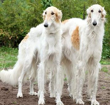 狗狗的十种禁忌食物,狗狗十大禁忌食物