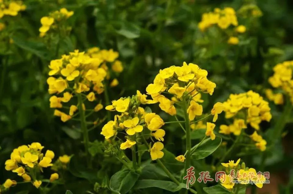 樱桃花海游玩攻略,青岛樱桃花海在哪