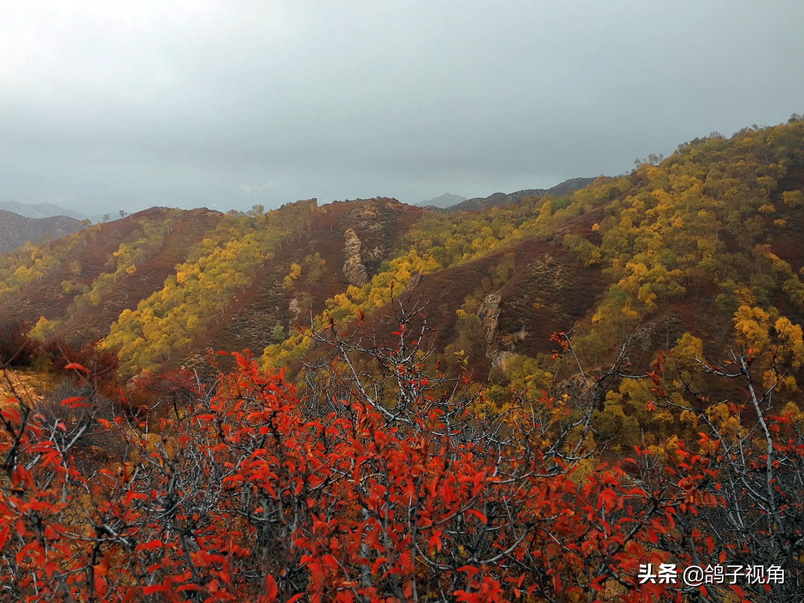 深秋兴安落叶松,深秋落叶的层林尽染美景图片