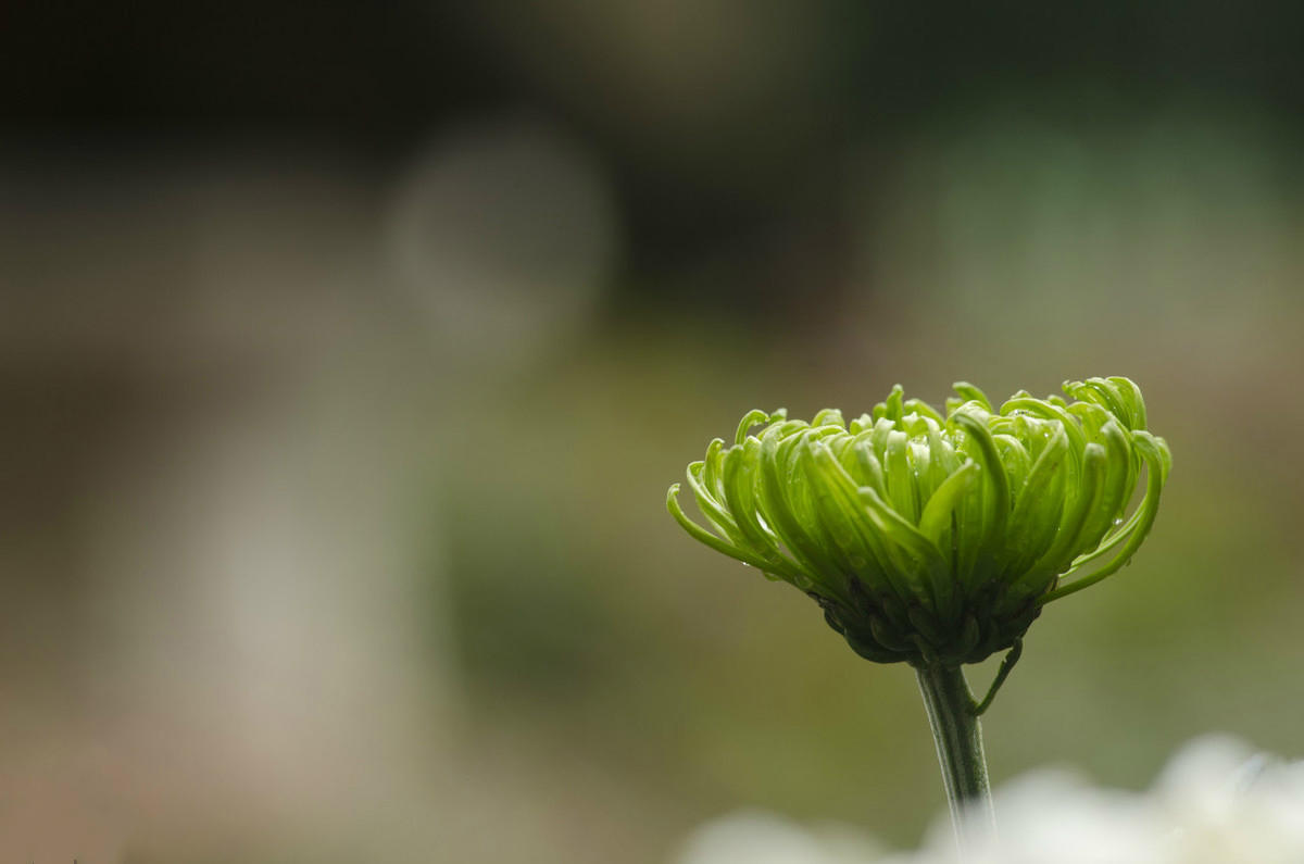 身上有刺的人,才能保护好自己,你的善良,一定要带些锋芒
