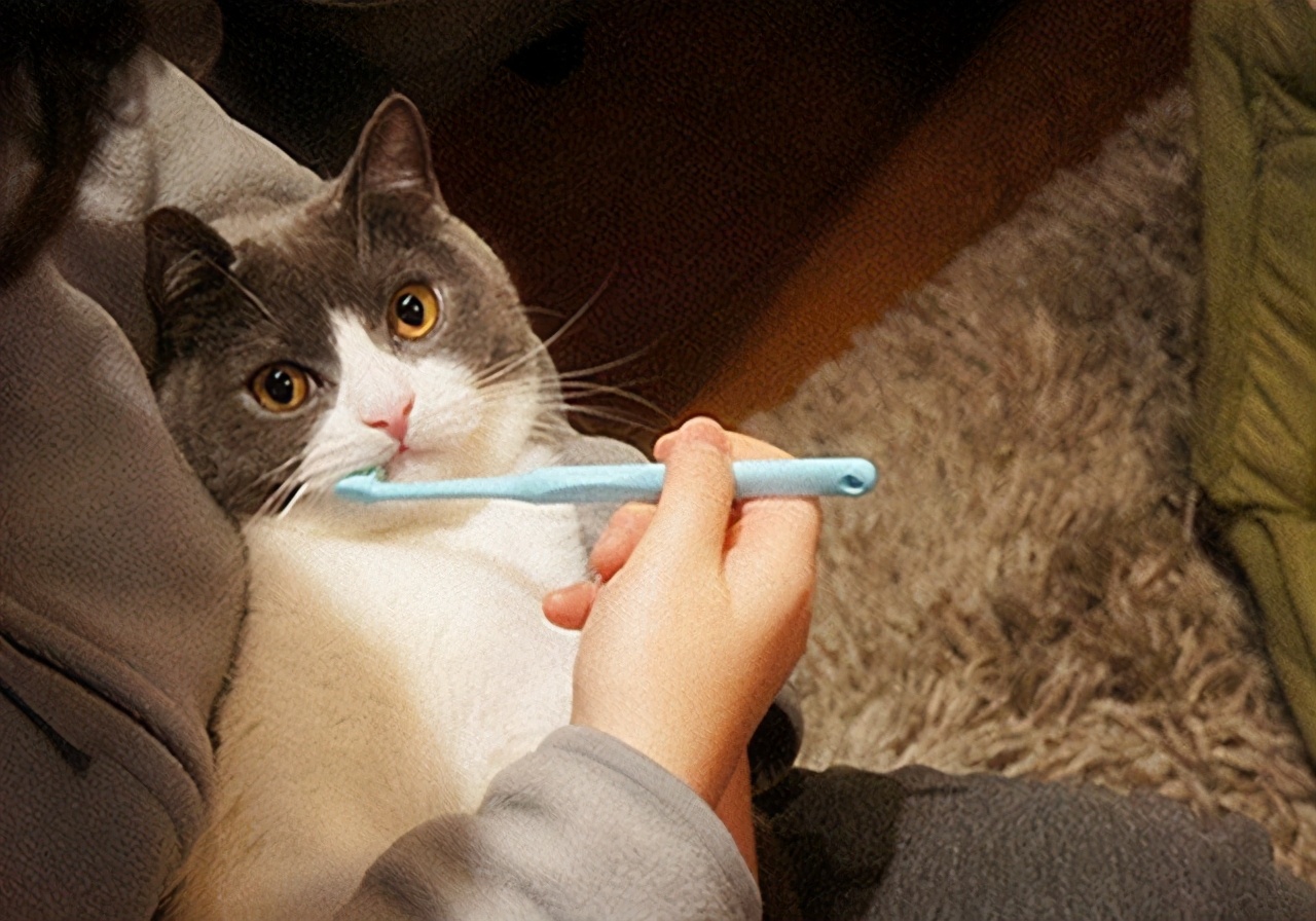 猫咪呕吐的常见原因及处理方法,猫咪常见的呕吐原因和对应方法