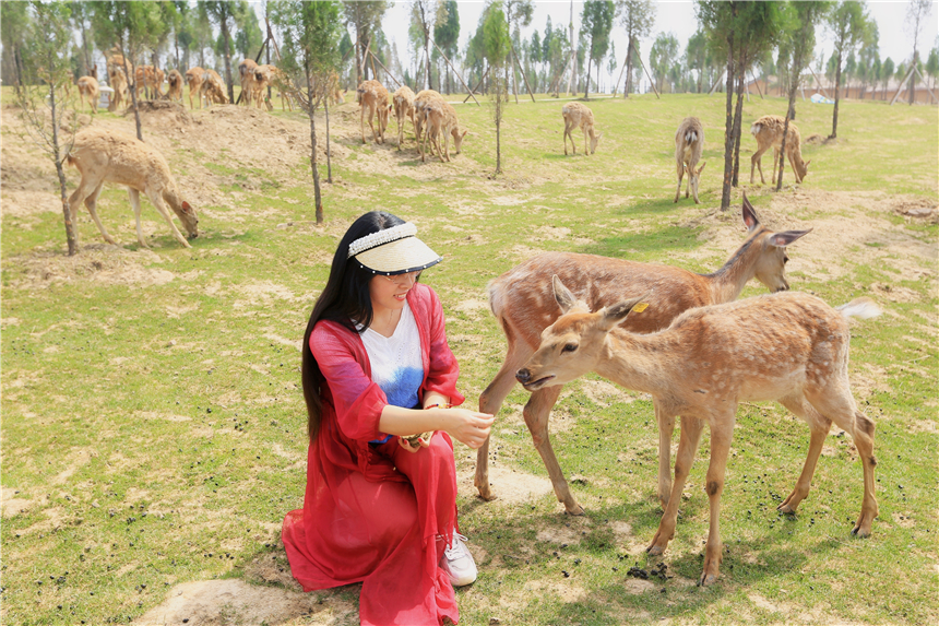 初夏河南,找寻童心,邂逅伏羲山的斜阳,一颗心萌化在云上牧场