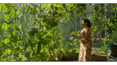 耗费十余年打造透明“自然屋”，瑞典爸爸终与自闭症儿子和解