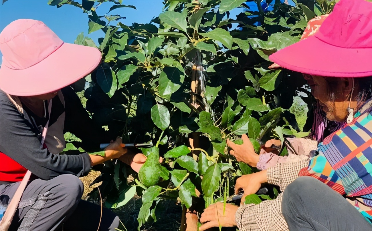 一颗60元，白色草莓出圈背后：网红水果的套路，骗惨这届年轻人