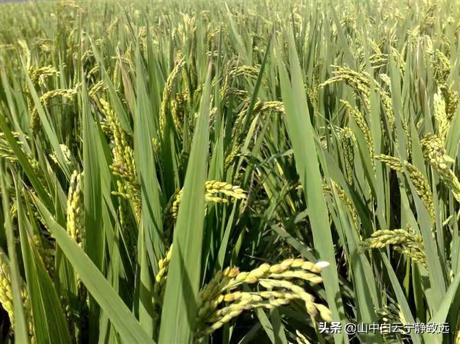 济宁各地区方言,济宁搞笑方言视频