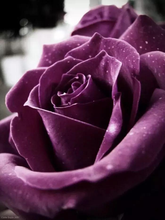 情感语录有些人看清了也就看轻了,情感语录句句穿透人心这就是生活