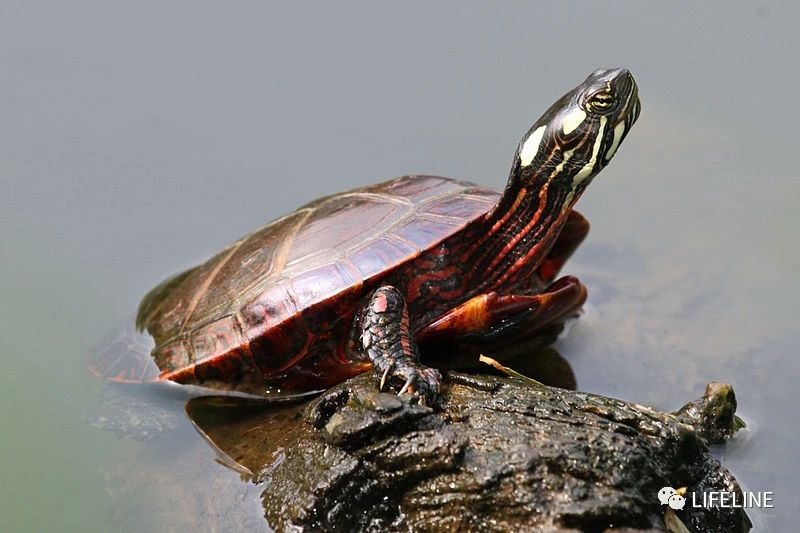 东部锦龟智商排名,红腹东部锦龟