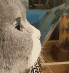 新手养猫没经验？小猫到新家，遇到问题详解（新手必看）