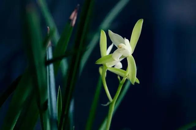 兰花之美沁入心脾,无人亦自芳表现了兰花什么品格