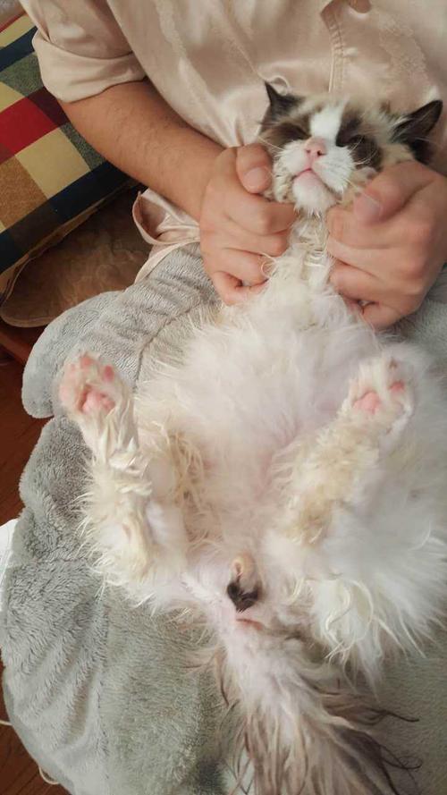 猫咪爪子被烫了怎么办,猫咪爪子被割伤怎么处理