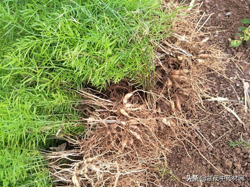 云南昆明曲靖红河热门中药材种苗价格行情快讯9月15兰茂药材网