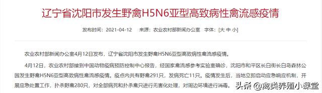 预防鸡禽流感用什么产品,鸡为什么会得霍乱