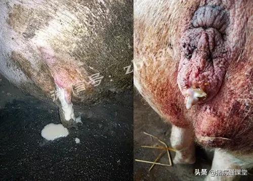 肢体蹄问题对母猪淘汰率的影响,母猪常见的病防治