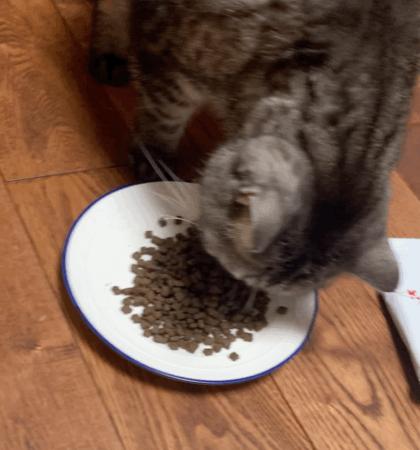 嘉蓝三文鱼猫粮,嘉蓝猫粮和皇家猫粮