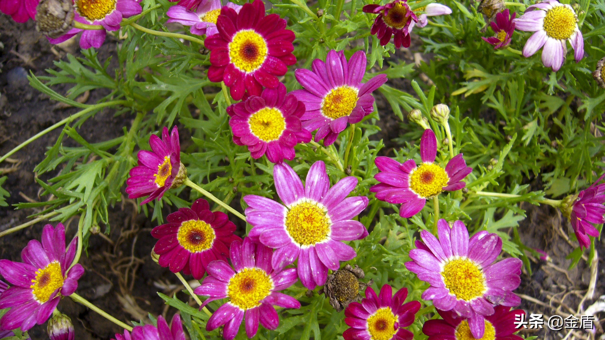 木茼蒿图文,五彩斑斓的观叶植物