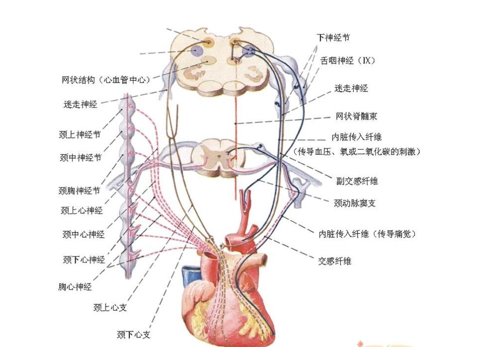 心脏支架后还有胸痛的症状怎么办,支架术后心慌气短胸闷是怎么回事