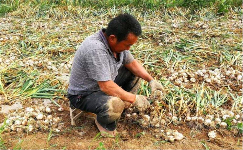 大蒜从种植到采收蒜苗要多久,种大蒜时需要做哪些准备工作