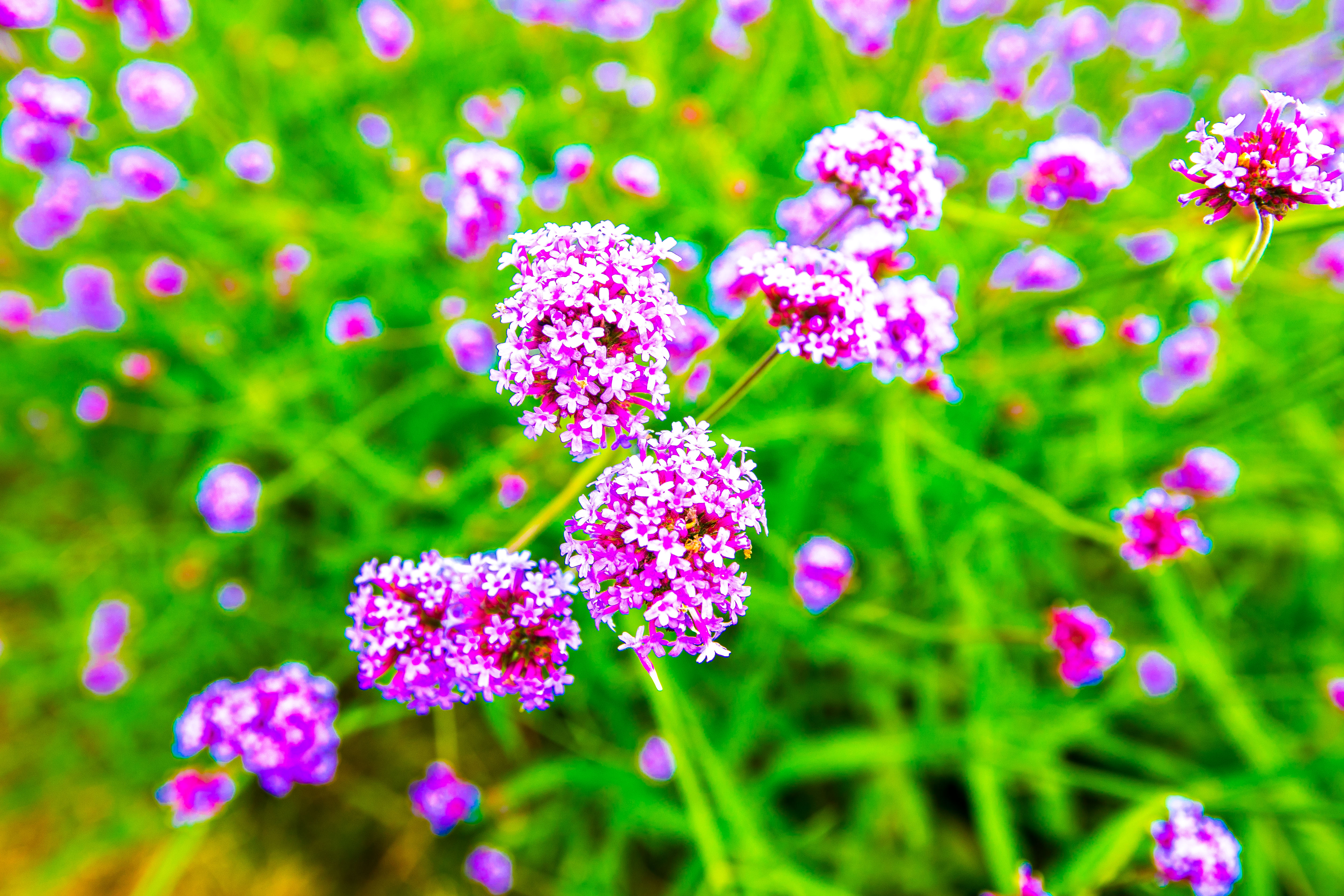 与乌镇在同一行政区的水乡古镇,乌村和乌镇距离多远