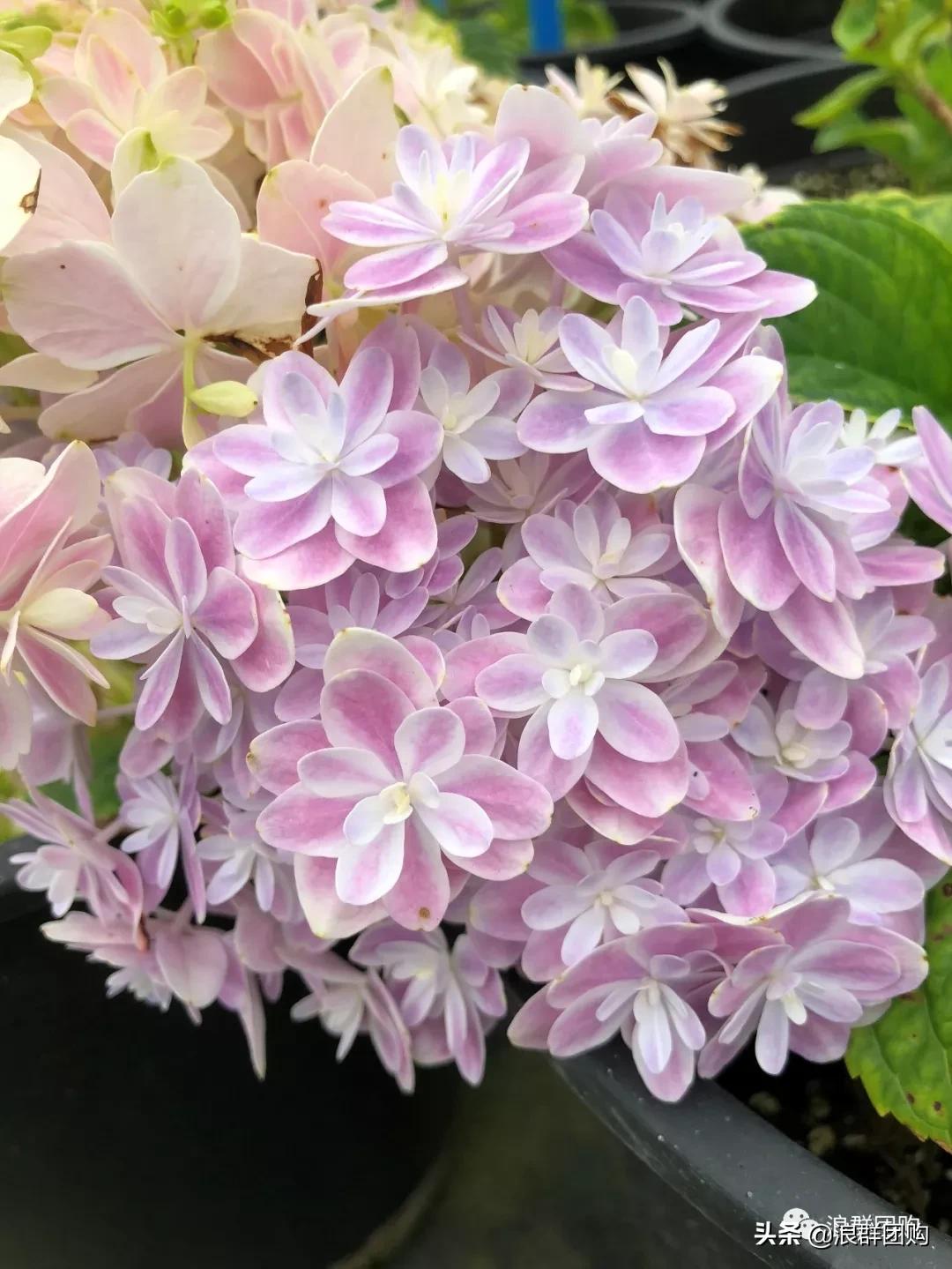 十种好看的绣球,最好看的绣球花视频