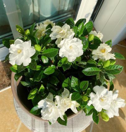 土碱性如何变酸,养花土壤怎么变酸