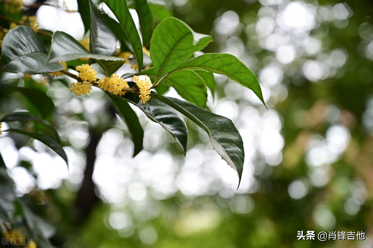 八月桂花香尘缘吉他谱,八月桂花香主题曲吉他谱