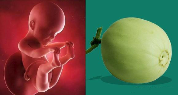 胎儿14个月的10张图片,胎儿1-40周水果对比图