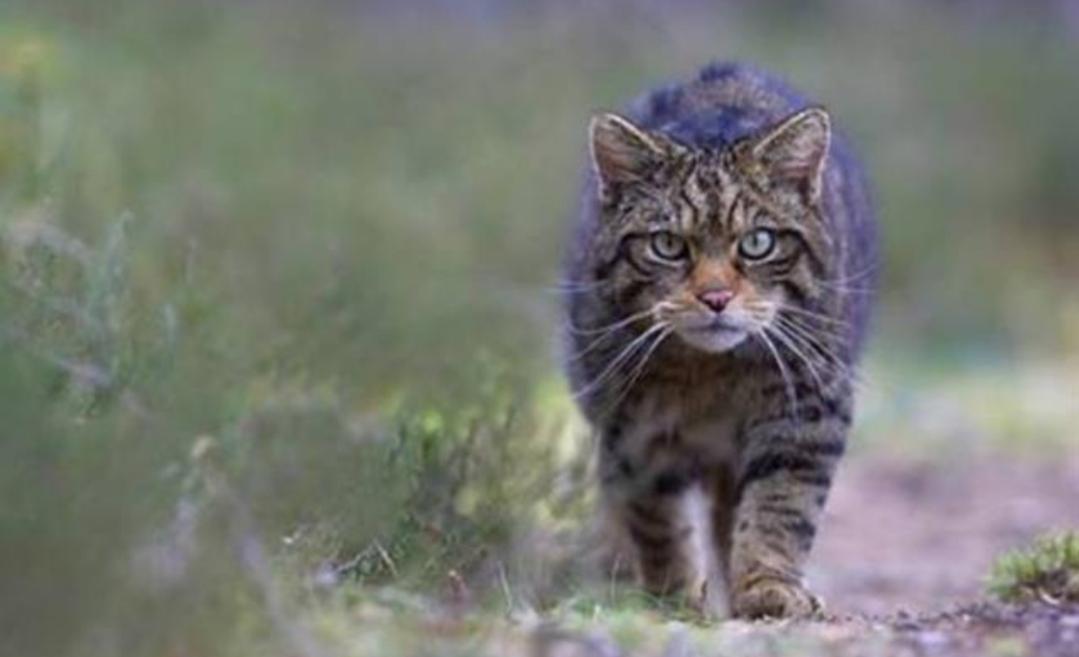 猫的祖先的进化过程,猫的祖先距今有多少年