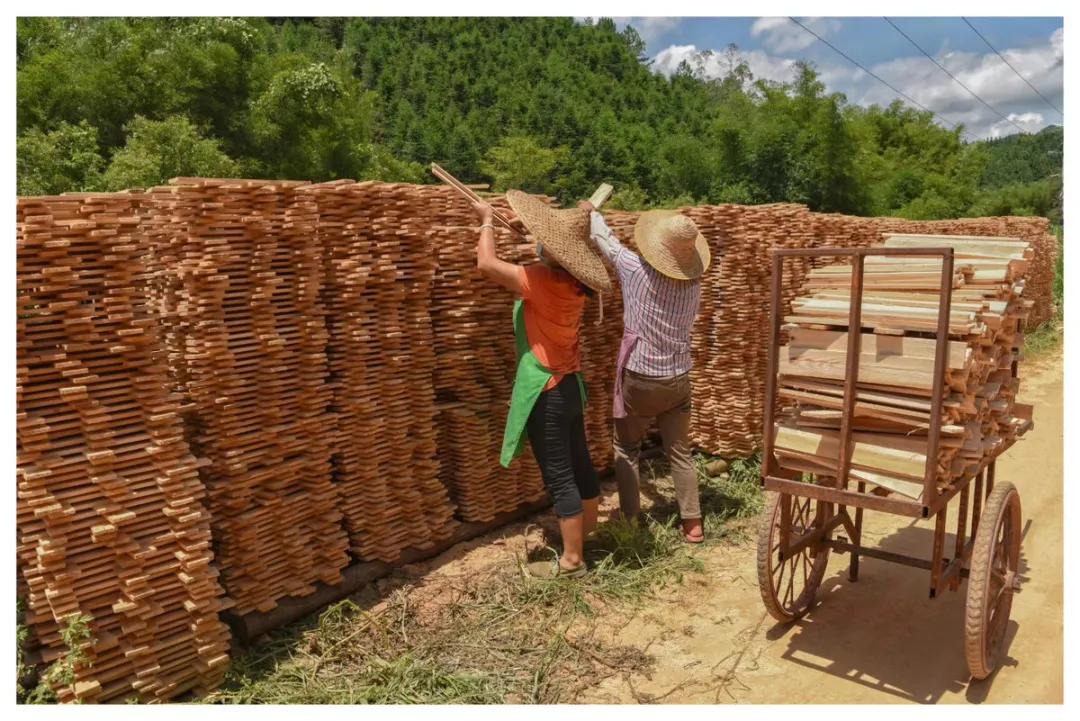 桉树未来10年的发展趋势,桉树未来几年还可以种吗