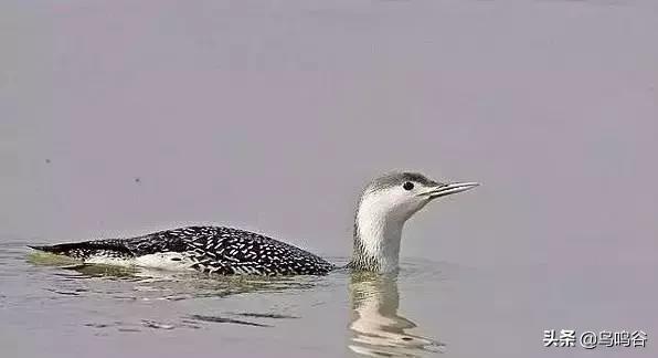 看图识鸟图片及答案,看图识鸟软件哪个好用