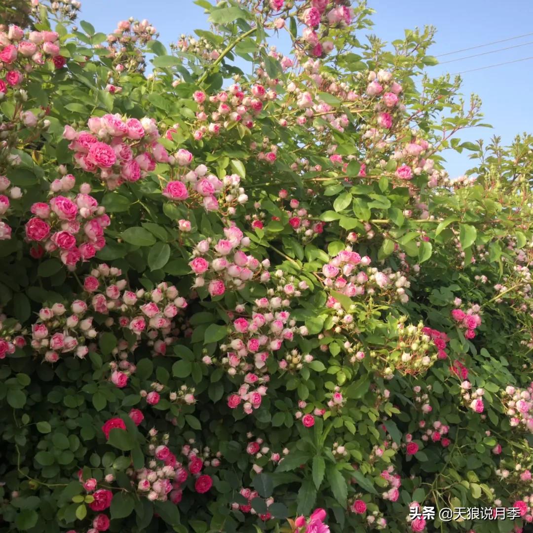 不容易，天狼自育终于打折了！空蒙只要50不到！