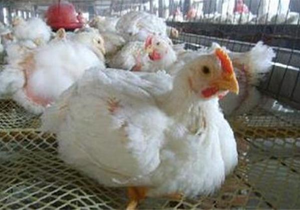 怎样养肉鸡只长肉不长膘,肉鸡不吃料行动缓慢
