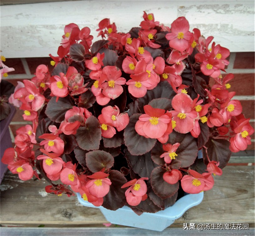 四季海棠暖气房养为啥不开花,四季海棠每年什么时候发芽开花