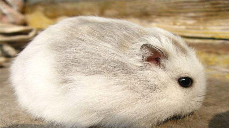 怎么样才能照顾好仓鼠,保护仓鼠眼睛的方法