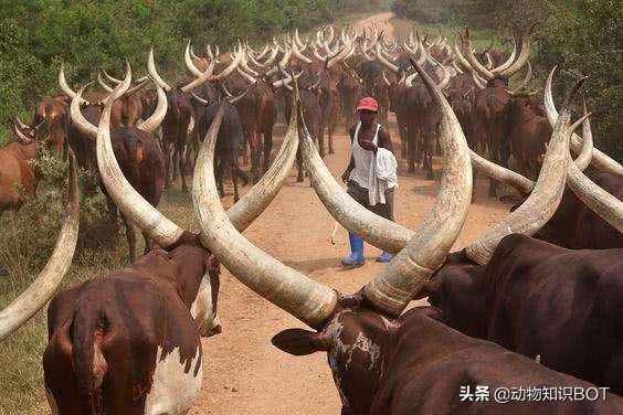 牛角价值500万的“巨角神牛”，牛粪可做防晒霜，牛尿还能染发