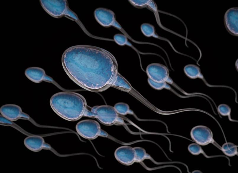 狗狗为什么人工授精,什么叫人工授精狗狗