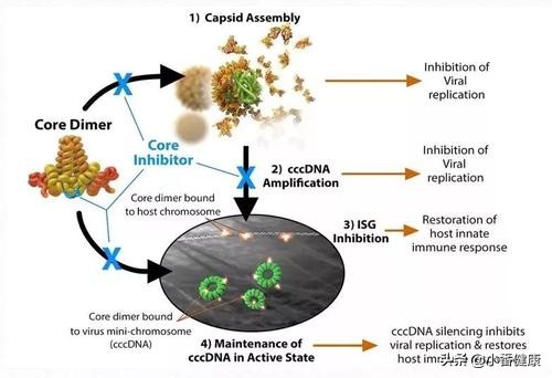 2021乙肝药恩替卡韦全国统一价,乙肝恩替卡韦2020价格