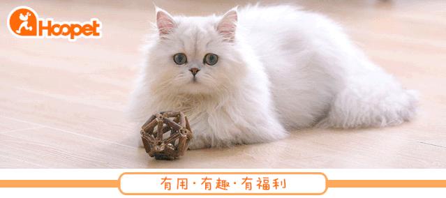 养狗注意事项萌宠指南,养狗人要了解的狗狗睡眠常识