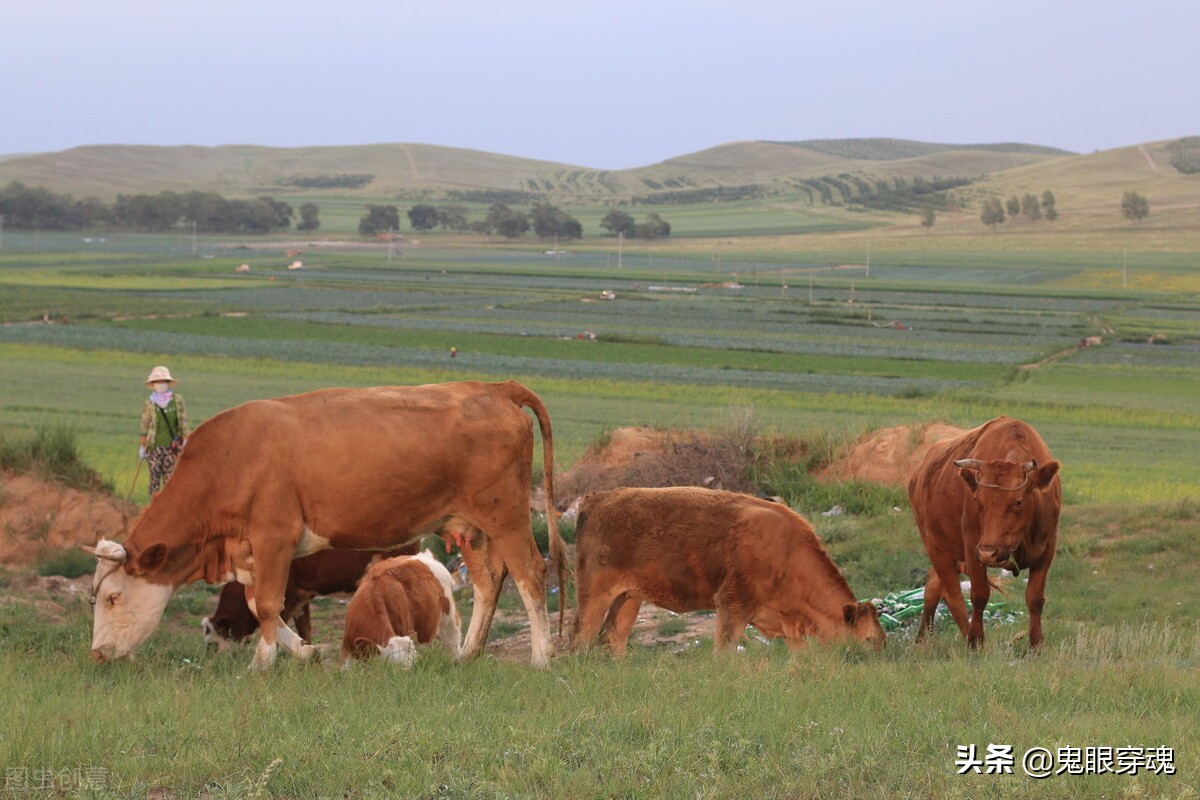 知青老孙：我和山妹一起捉泥鳅，山妹的脸蛋圆溜溜