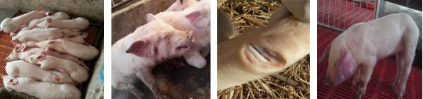 保育仔猪保健程序一览表,保育仔猪保健方案