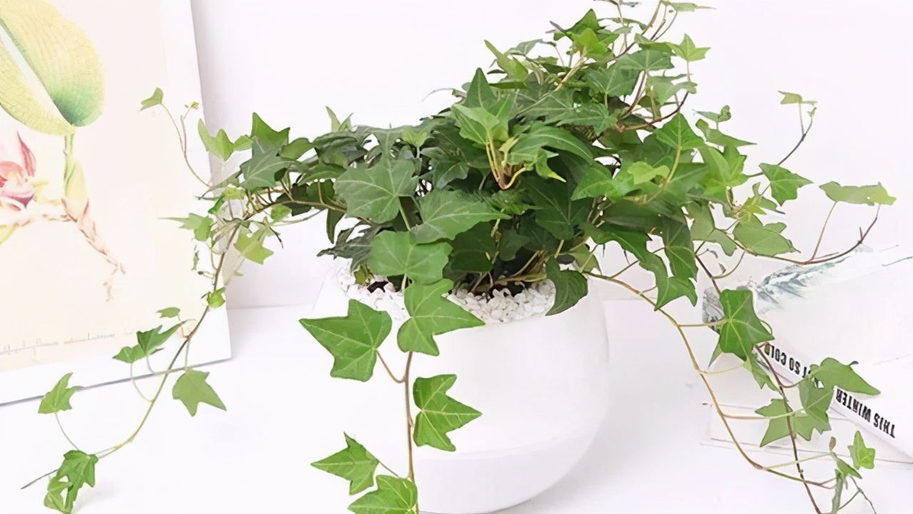 办公室室内盆栽品种有哪些,办公室寓意最好的十大盆栽