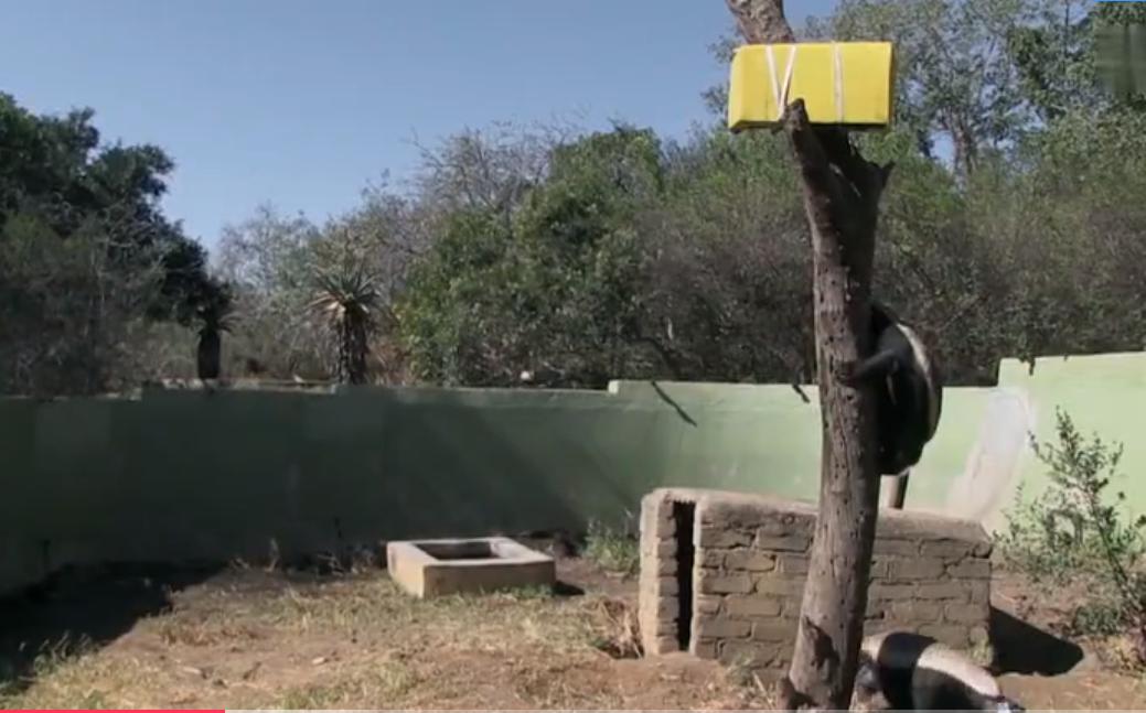 永不服输的蜜獾,曾经有一个保护区饲养了两只,后来怎么样了?